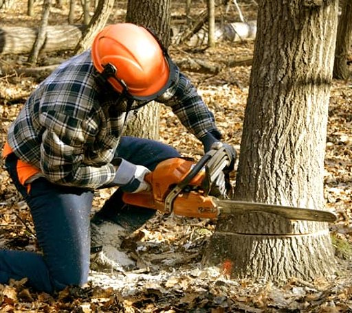 Tree Removal in Lone Wolf, OK